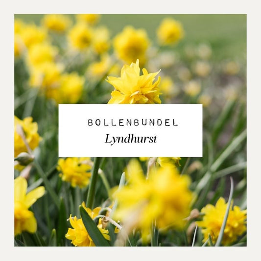 Bollenbundel voor borderpakket Lyndhurst