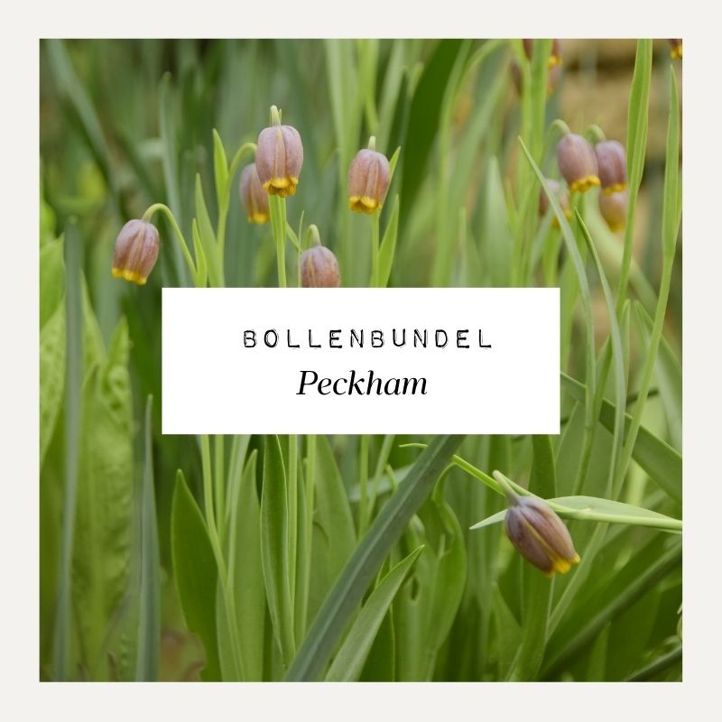 Bollenbundel voor borderpakket Peckham