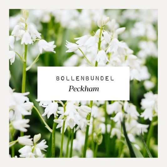 Bollenbundel voor borderpakket Peckham