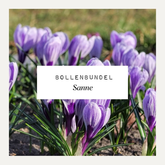 Bollenbundel voor borderpakket SANNE