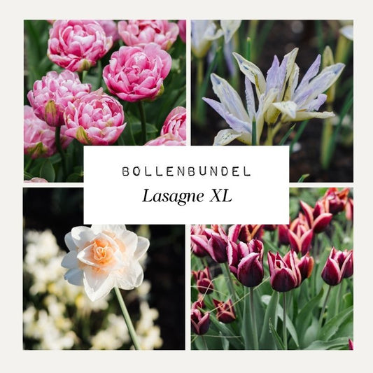 Bollenbundel 'Lasagne XL'