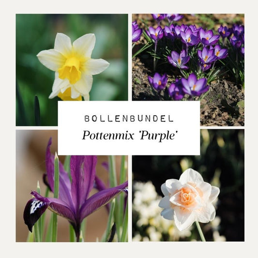 Bollenbundel Pottenmix 'Purple'