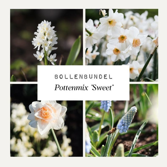 Bollenbundel Pottenmix 'Sweet'