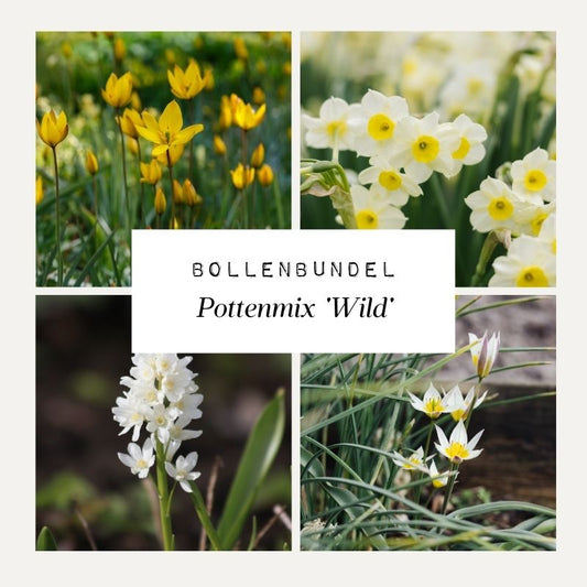 Bollenbundel 'Pottenmix Wild'