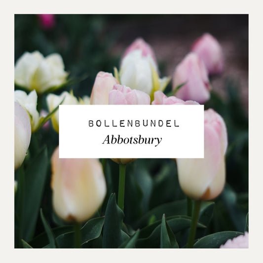 Bollenbundel voor borderpakket Abbotsbury