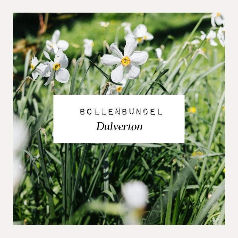 Bollenbundel voor borderpakket Dulverton