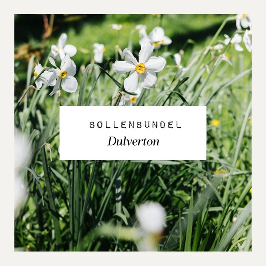 Bollenbundel voor borderpakket Dulverton