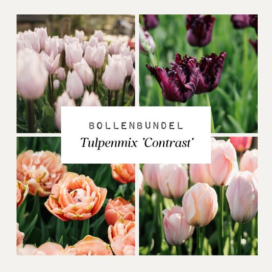 Bollenbundel Tulpenmix 'Contrast'
