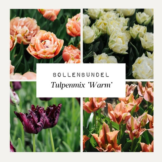 Bollenbundel Tulpenmix 'Warm'