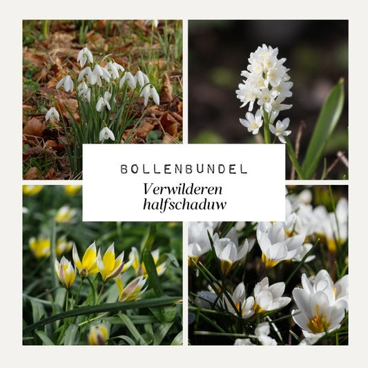 Bollenbundel 'Verwilderen halfschaduw'
