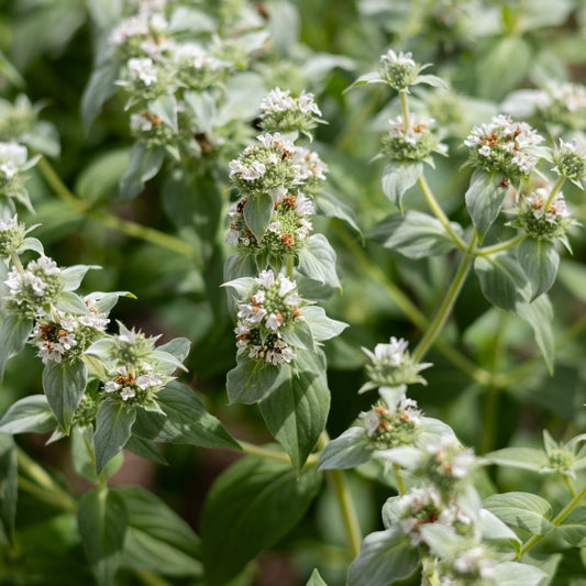 Pycnanthemum muticum (bergmunt) BIO