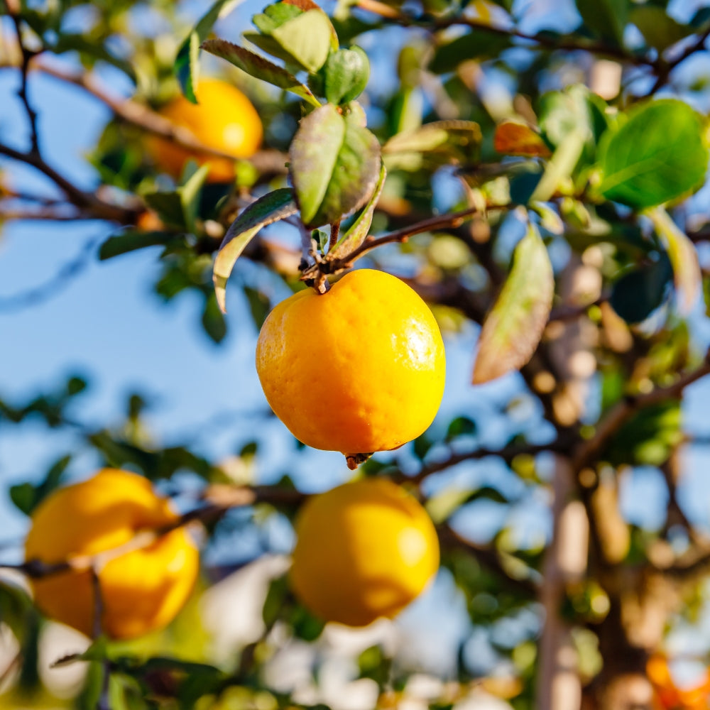 Chaenomeles superba 'Jet Trail' (Japanse kwee)