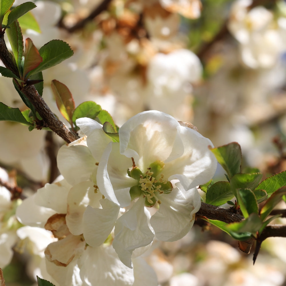 Chaenomeles superba 'Jet Trail' (Japanse kwee)
