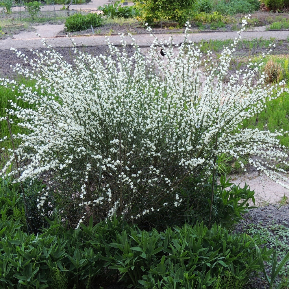 Cytisus praecox 'Albus' (witte brem)