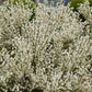 Cytisus praecox 'Albus' (witte brem)