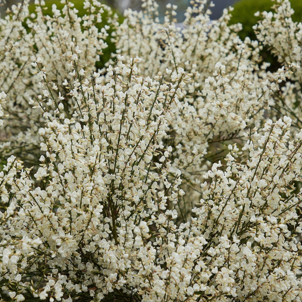 Cytisus praecox 'Albus' (witte brem)