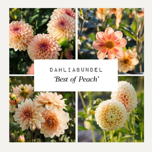 Dahliabundel 'Best of Peach'