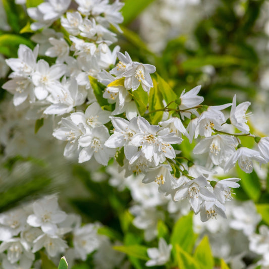 Deutzia gracilis 'Nikko' (bruidsbloem)
