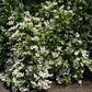 Deutzia gracilis 'Nikko' (bruidsbloem)