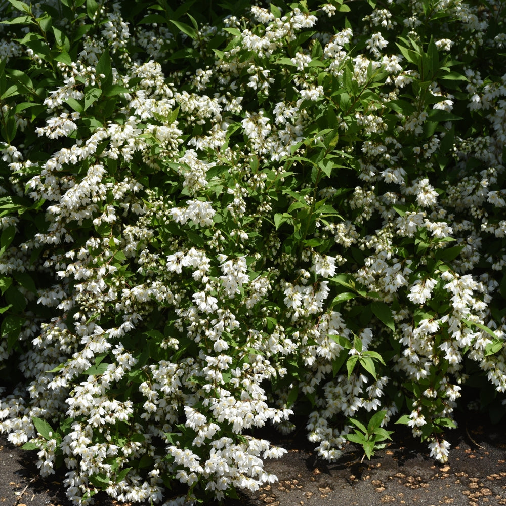Deutzia gracilis 'Nikko' (bruidsbloem)