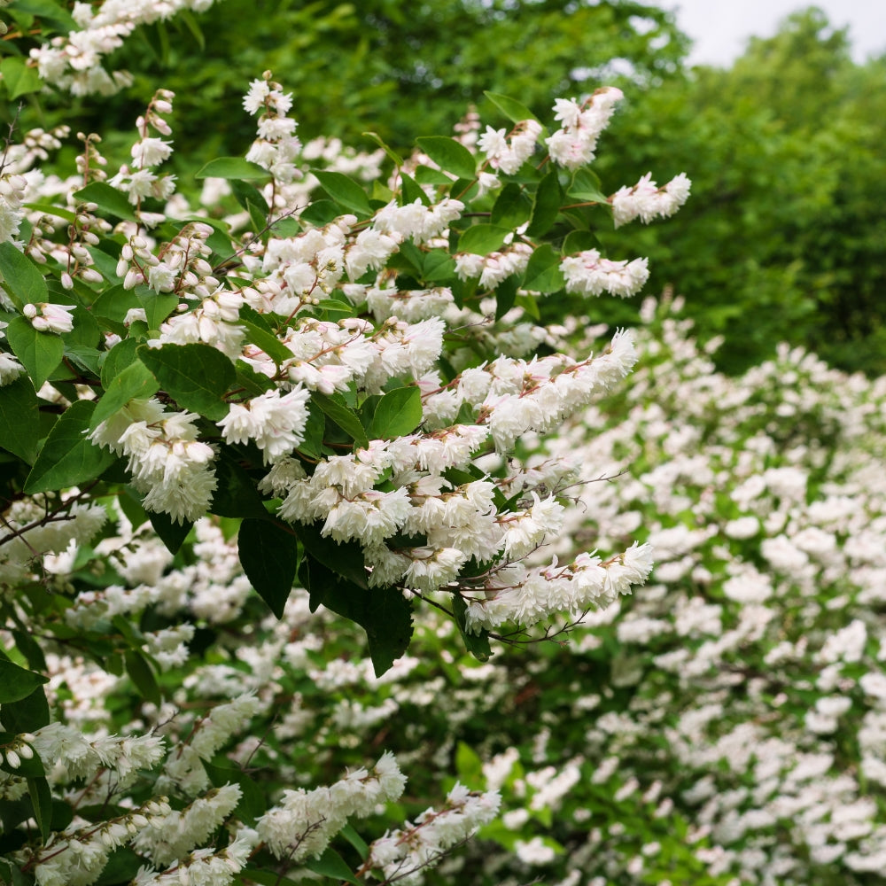 Deutzia gracilis (bruidsbloem)
