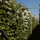 Kant-en-klaar inheemse haag – ECO haag