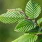 Kant-en-klaar inheemse haag – ECO haag