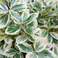 Euonymus fortunei 'Emerald Gaiety' (kardinaalsmuts)