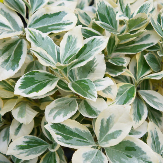 Euonymus fortunei 'Emerald Gaiety' (kardinaalsmuts)