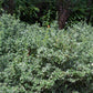 Euonymus fortunei 'Emerald Gaiety' (kardinaalsmuts)