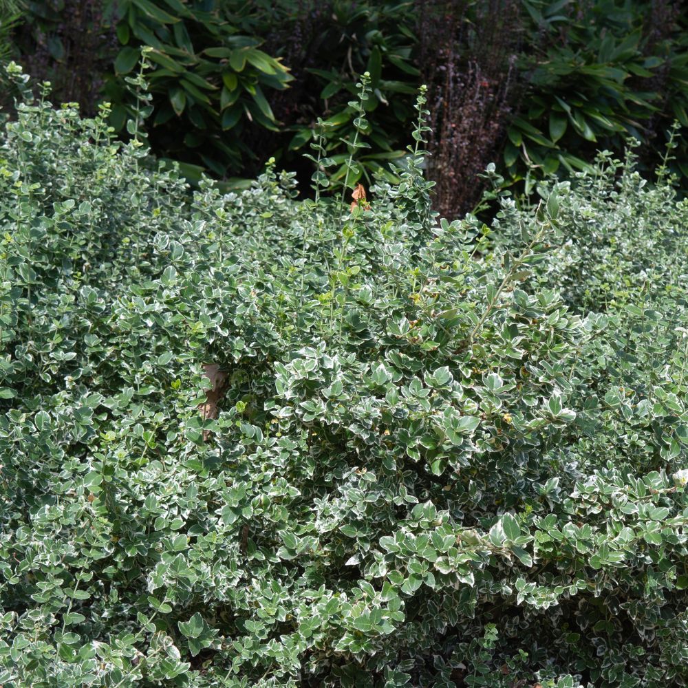 Euonymus fortunei 'Emerald Gaiety' (kardinaalsmuts)