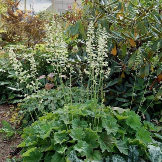 Heuchera villosa macrorrhiza (purperklokje)