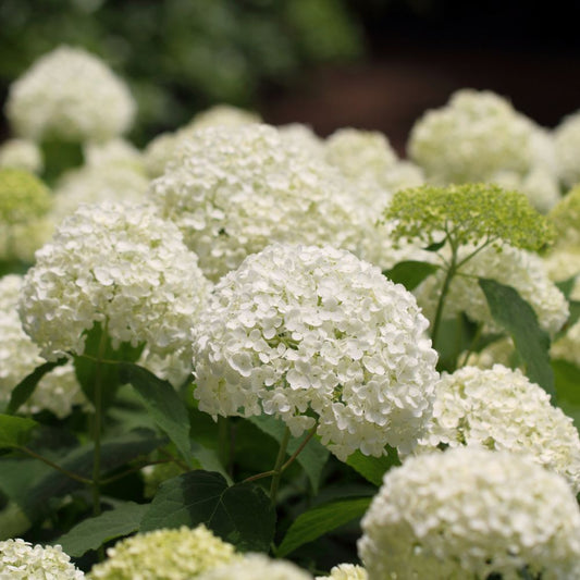 Hydrangea arborescens 'Annabelle' (hortensia)
