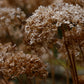 Hydrangea arborescens 'Annabelle' (hortensia)