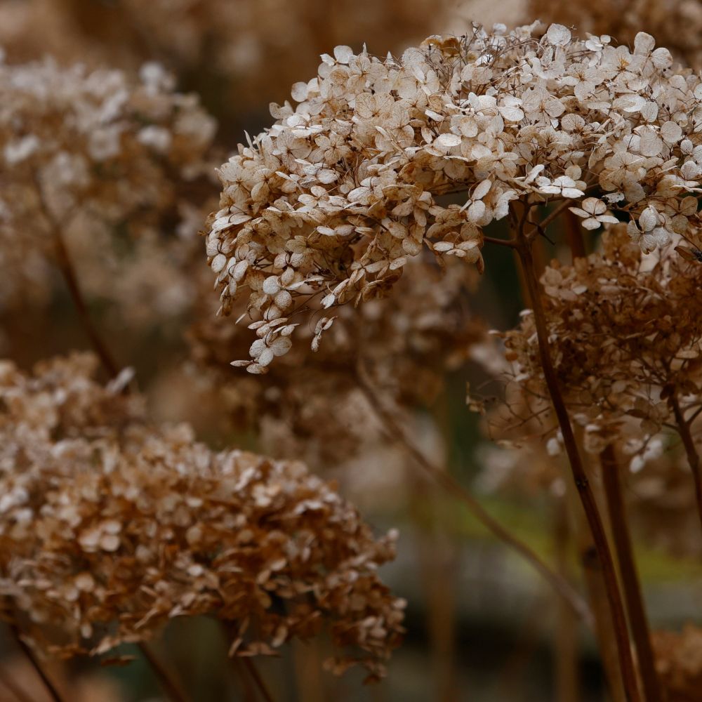 Hydrangea arborescens 'Annabelle' (hortensia)