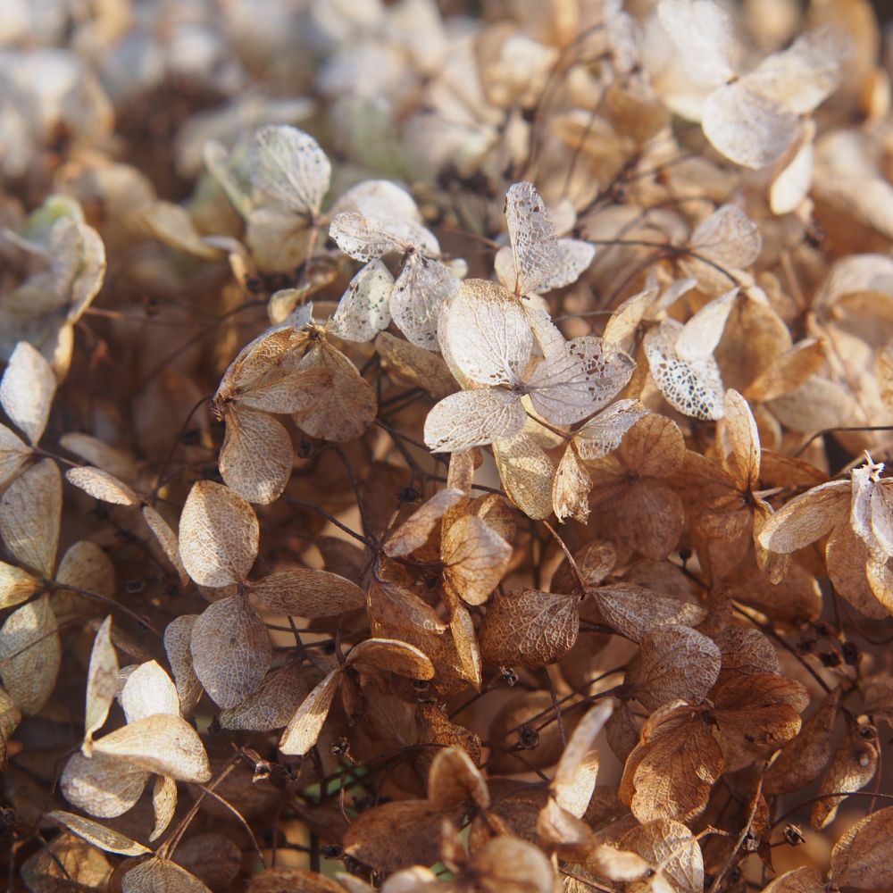 Hydrangea arborescens 'Annabelle' (hortensia)