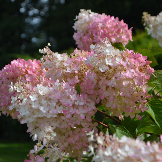 Hydrangea paniculata 'Grandiflora' (pluimhortensia)