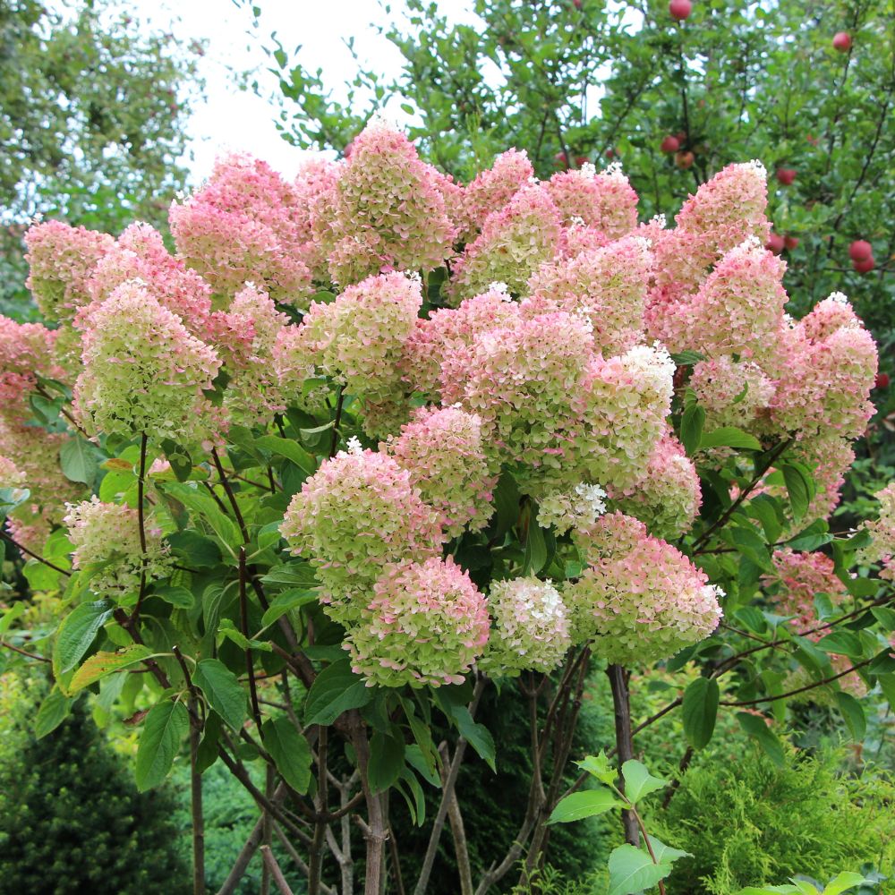 Hydrangea paniculata 'Grandiflora' (pluimhortensia)