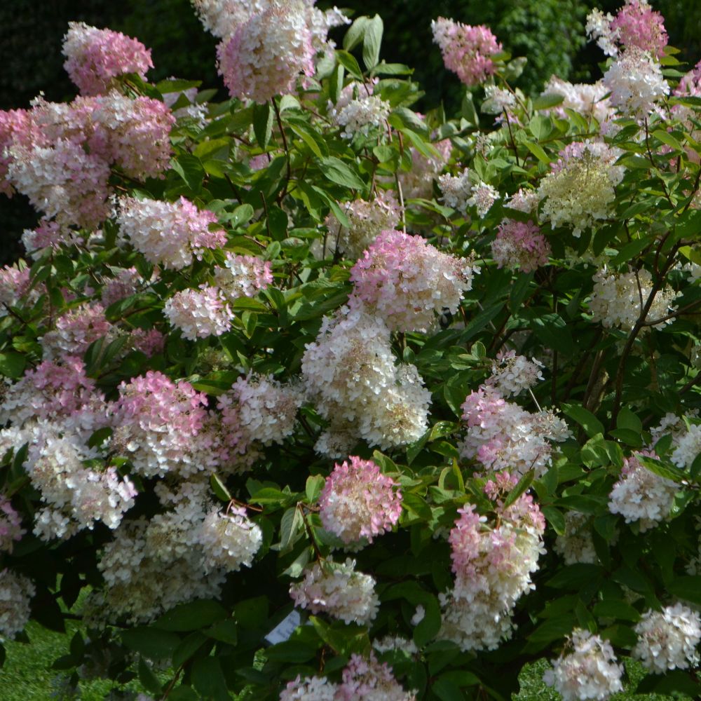 Hydrangea paniculata 'Grandiflora' (pluimhortensia)