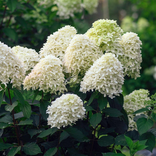 Hydrangea paniculata 'Skyfall' (pluimhortensia)