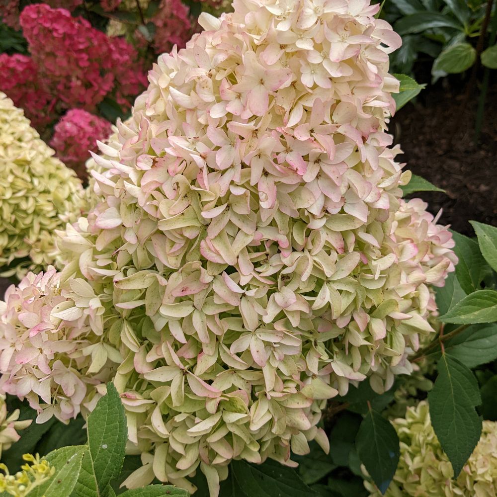 Hydrangea paniculata 'Skyfall' (pluimhortensia)