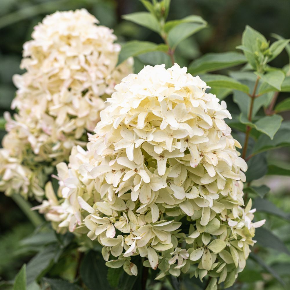 Hydrangea paniculata 'Skyfall' (pluimhortensia)