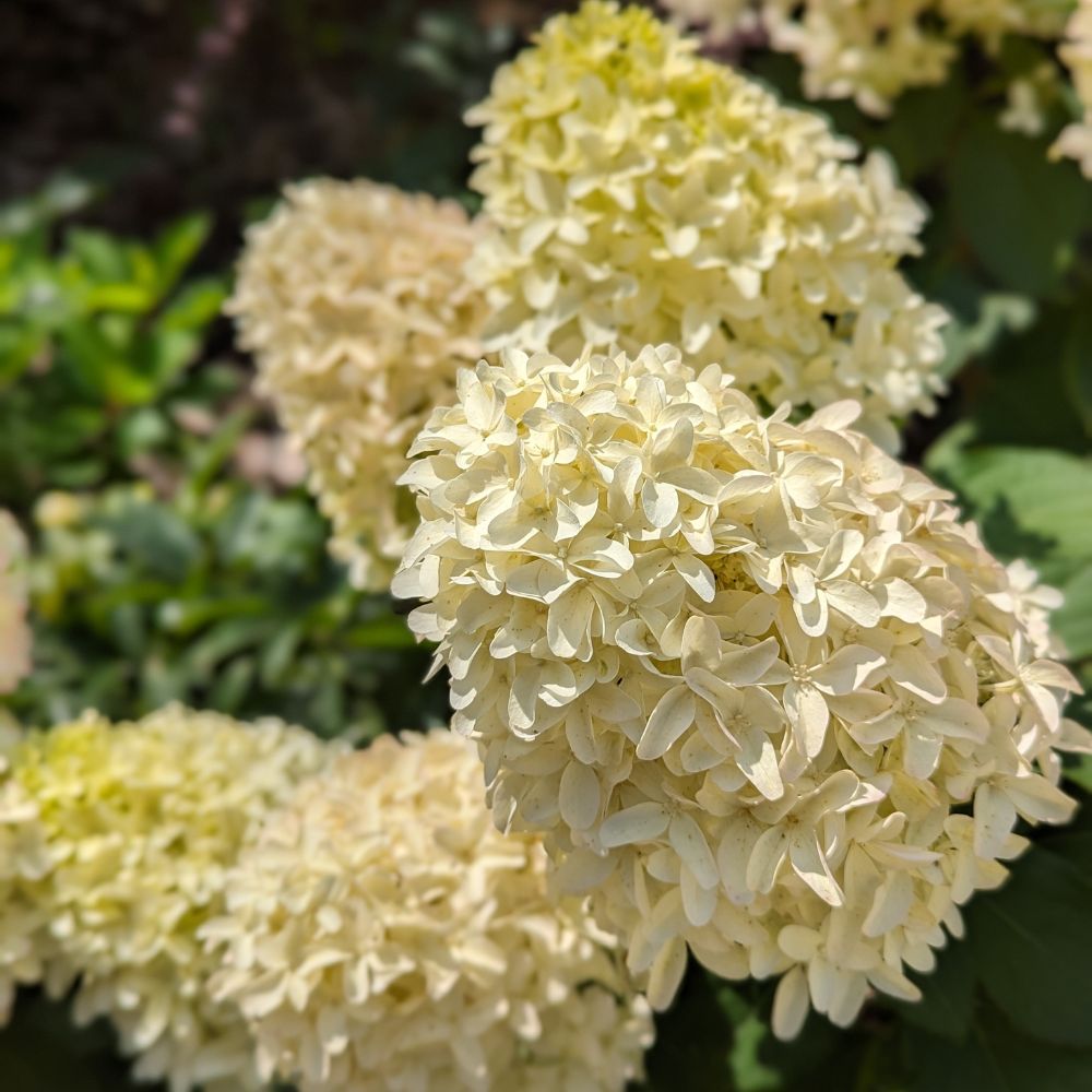 Hydrangea paniculata 'Skyfall' (pluimhortensia)