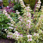 Weigela florida 'Nana Variegata' (bonte weigela)