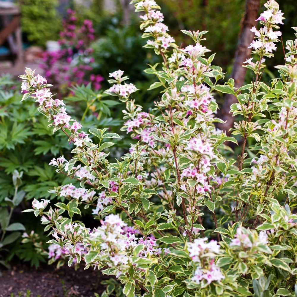 Weigela florida 'Nana Variegata' (bonte weigela)