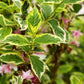Weigela florida 'Nana Variegata' (bonte weigela)