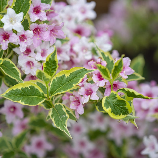 Weigela florida 'Nana Variegata' (bonte weigela)
