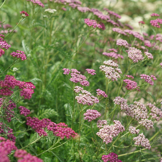 Achillea millefolium 'Cerise Queen' (duizendblad)