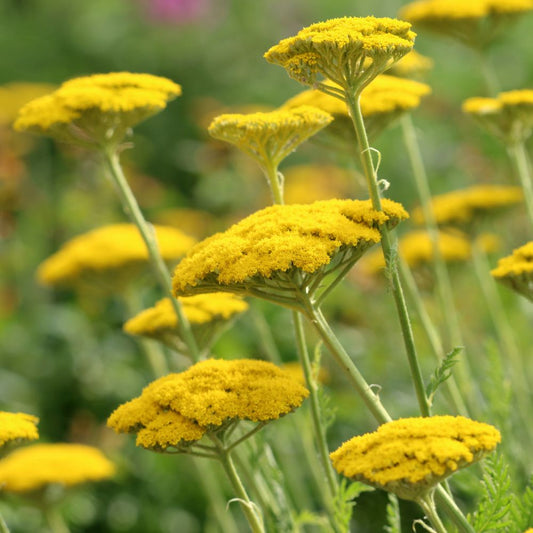 Achillea filipendula 'Coronation Gold' (duizendblad) BIO