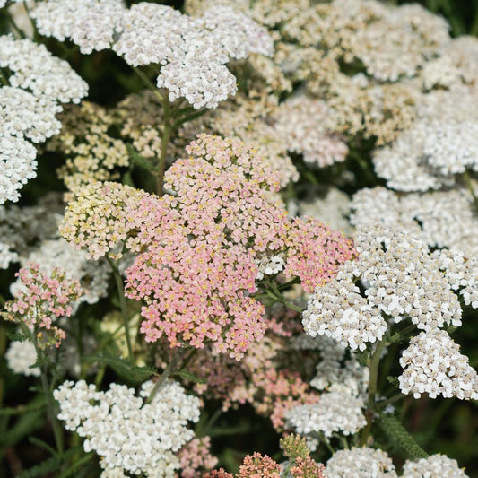 Achillea millefolium 'Lachsschönheit' (duizendblad) BIO